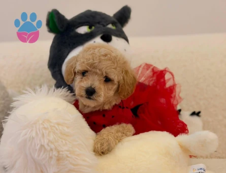 Yavru Maltipoo Bebeklerimiz