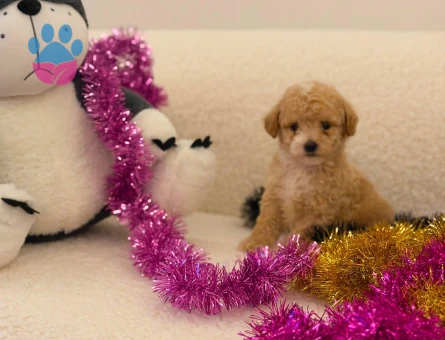 Yavru Maltipoo Bebeklerimiz