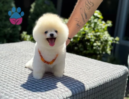 Yavru Pomeranian Boolarımız