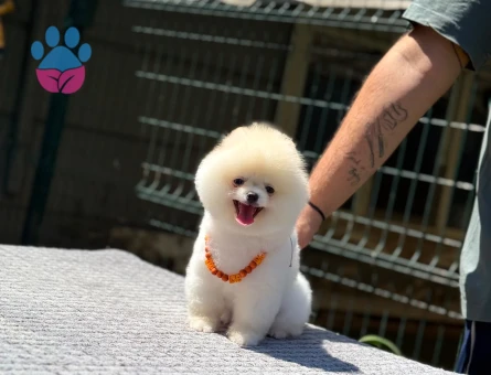Yavru Pomeranian Boolarımız