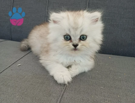 British Longhair 3 Aylık Dişi