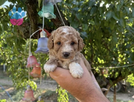 BABYFACE MALTİPOO YAVRULARIMIZ - 5785