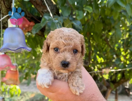 BABYFACE MALTİPOO YAVRULARIMIZ