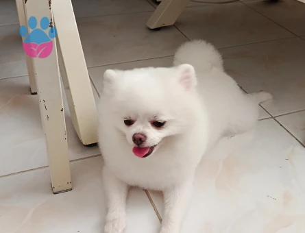 1 yaşında pomerian oğlumuz