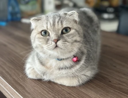 Güzel Kızıma Yuva Arıyoruz