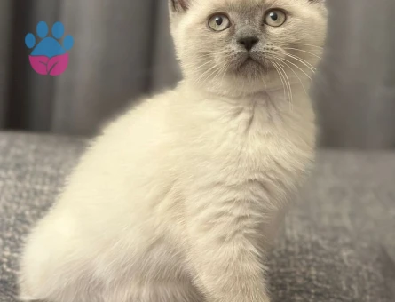 2 aylık british shorthair point dişi-erkek kediler