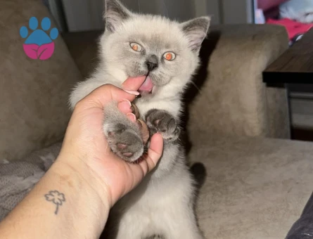 2 aylık british shorthair point dişi-erkek kediler