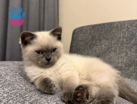 2 aylık british shorthair point dişi-erkek kediler