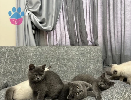 2 aylık british shorthair point dişi-erkek kediler