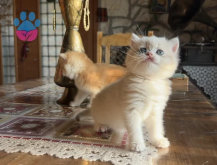 Golden British Shorthair NY12 Yavrular (wcf kayıtlı)