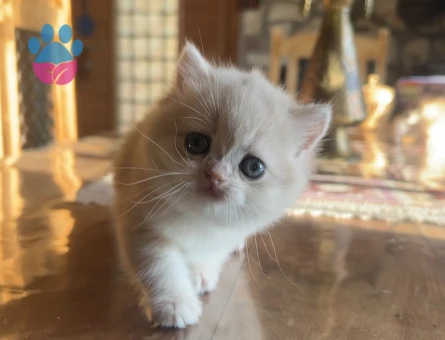 Golden British Shorthair NY12 Yavrular (wcf kayıtlı)