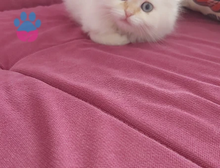 Scottish Fold 3 Aylık Dişi Yuva Arıyor