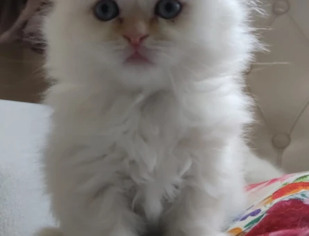 Scottish Fold 3 Aylık Dişi Yuva Arıyor