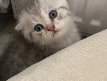 Scottish Fold Pati Yuva Arıyor