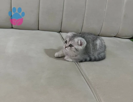 Scottish Fold Pati Yuva Arıyor