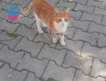 Sahipleri sokağa terketmiş, sıcak bir yuva arıyor