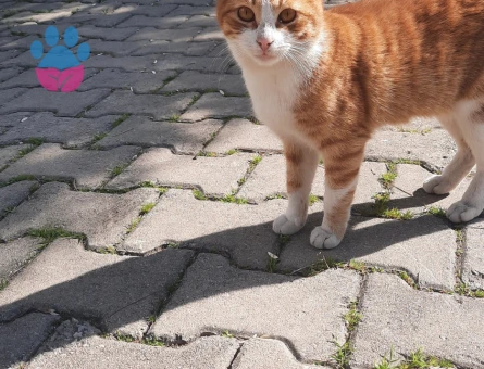 Sahipleri sokağa terketmiş, sıcak bir yuva arıyor