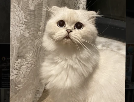 Scottish Fold 2 Yaşında