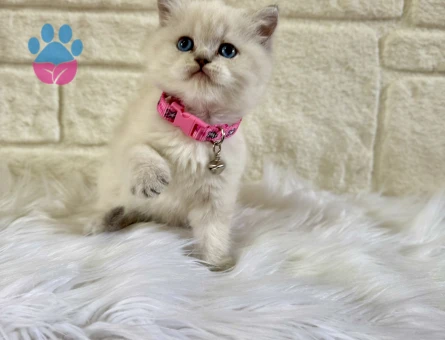British Shorthair Point Mavi Gözlü Dişi