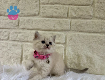 British Shorthair Point 2 Aylık Dişi