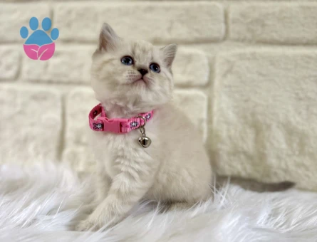 British Shorthair Point 2 Aylık Dişi