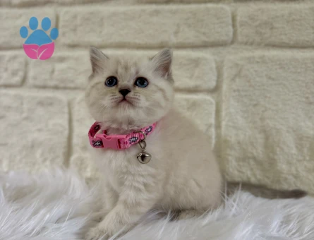 British Shorthair Point 2 Aylık Dişi