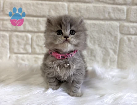 British Longhair Tabby Dişi Yavru