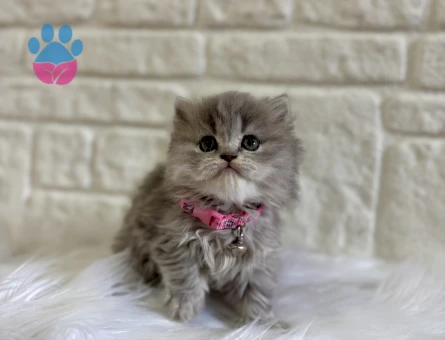 British Longhair Tabby Dişi Yavru