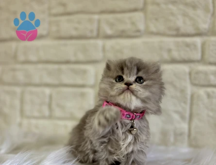 British Longhair Tabby Dişi Yavru