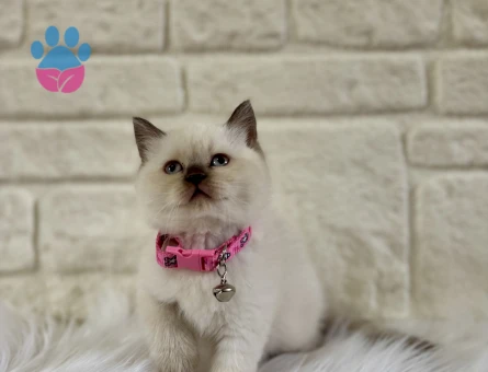 British Shorthair Çikolata Point Dişi