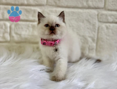 British Shorthair Çikolata Point Dişi