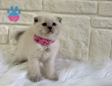 Scottish Fold Bluepoint Dişi 2 Aylık