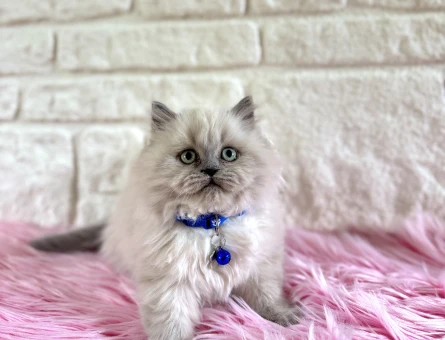 British Longhair Erkek Topaç Kafa Pofuduk Kucak Kedisi