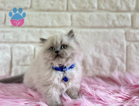 British Longhair Erkek Topaç Kafa Pofuduk Kucak Kedisi