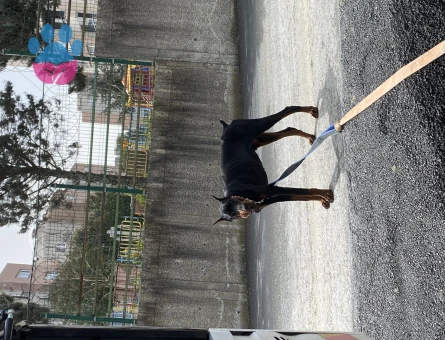 Doberman 12 Aylık