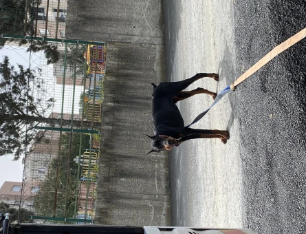 Doberman 12 Aylık