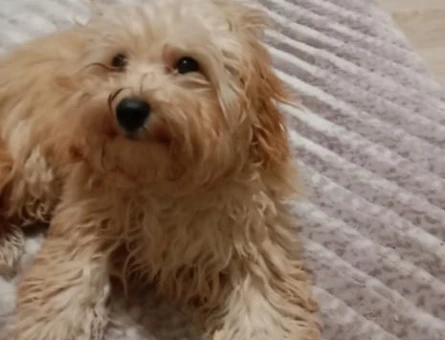 Maltipoo 8 Aylık Aşıları Tam