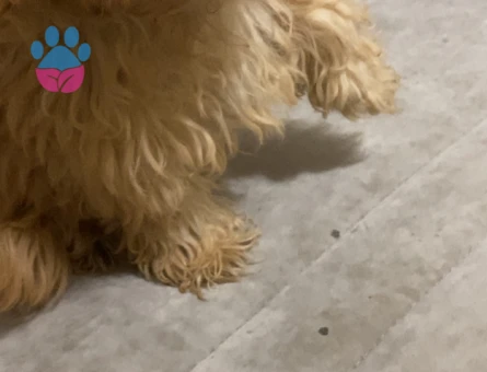 Maltipoo 8 Aylık Aşıları Tam