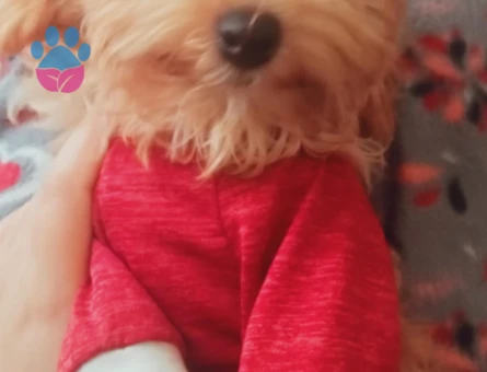 Maltipoo 8 Aylık Aşıları Tam
