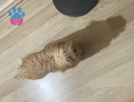 Maltipoo 8 Aylık Aşıları Tam