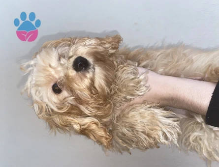 Maltipoo 8 Aylık Aşıları Tam