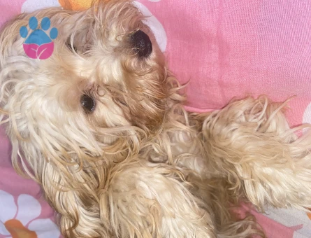 Maltipoo 8 Aylık Aşıları Tam
