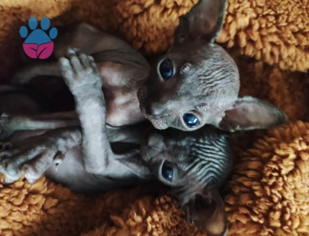 1 dişi 1 erkek Sfenks yavrularımız.