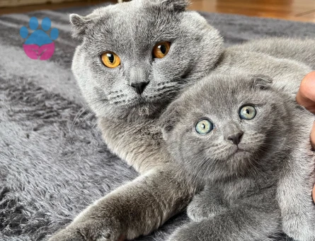 British ve scotish 2 aylık dişi