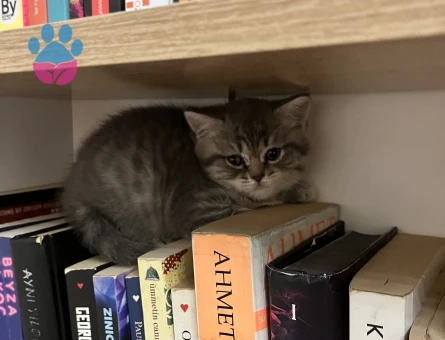 British ve scotish 2 aylık dişi