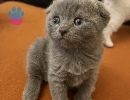 British ve scotish 2 aylık dişi