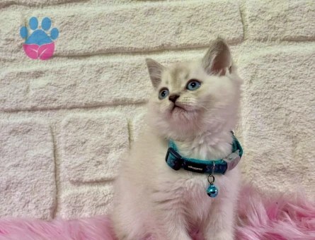 British shorthair Bluepoint Erkek 2 Aylık