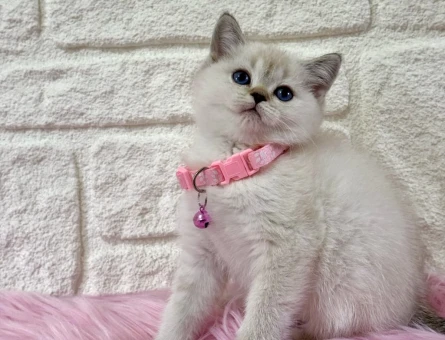 British shorthair Bluepoint Dişi 2 AylıK