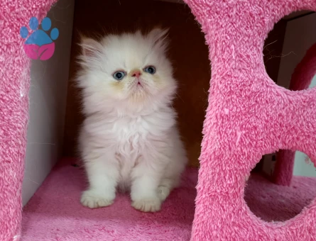 İran Persian Safkan Sıfır Burun Mavi Göz