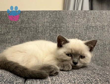 2 aylık british shorthair point dişi-erkek kediler